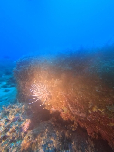 Pterois sphex observed 2025-07-23