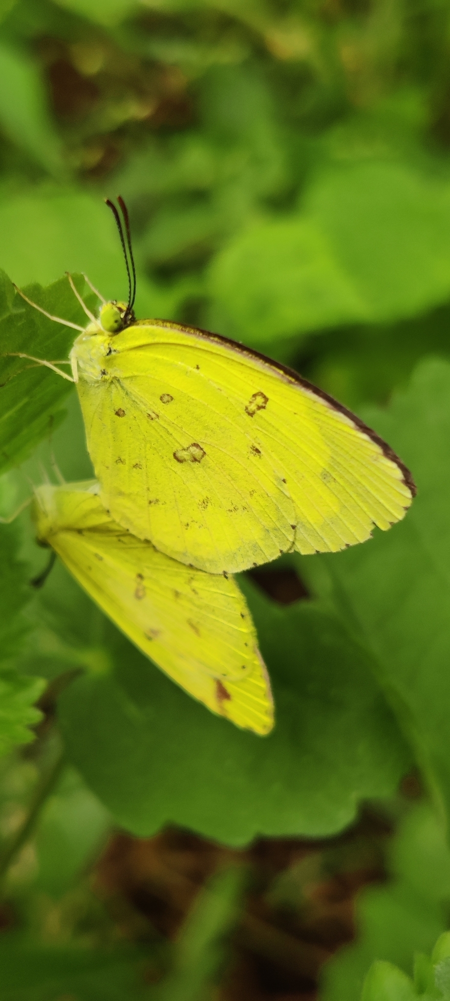 Common Grass Yellow