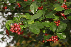 Crataegus persimilis