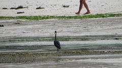 Egretta garzetta dimorpha