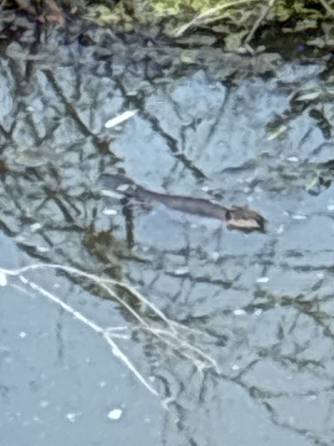 American Beaver photographed in Montana
