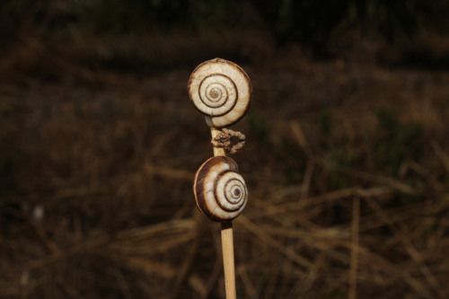 Vineyard Snail