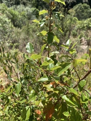 Itea rhamnoides