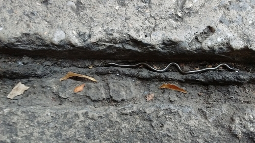 Epictia fallax