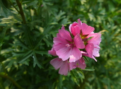 Sidalcea hendersonii