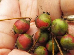 Crataegus berberifolia