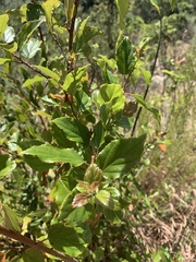 Itea rhamnoides