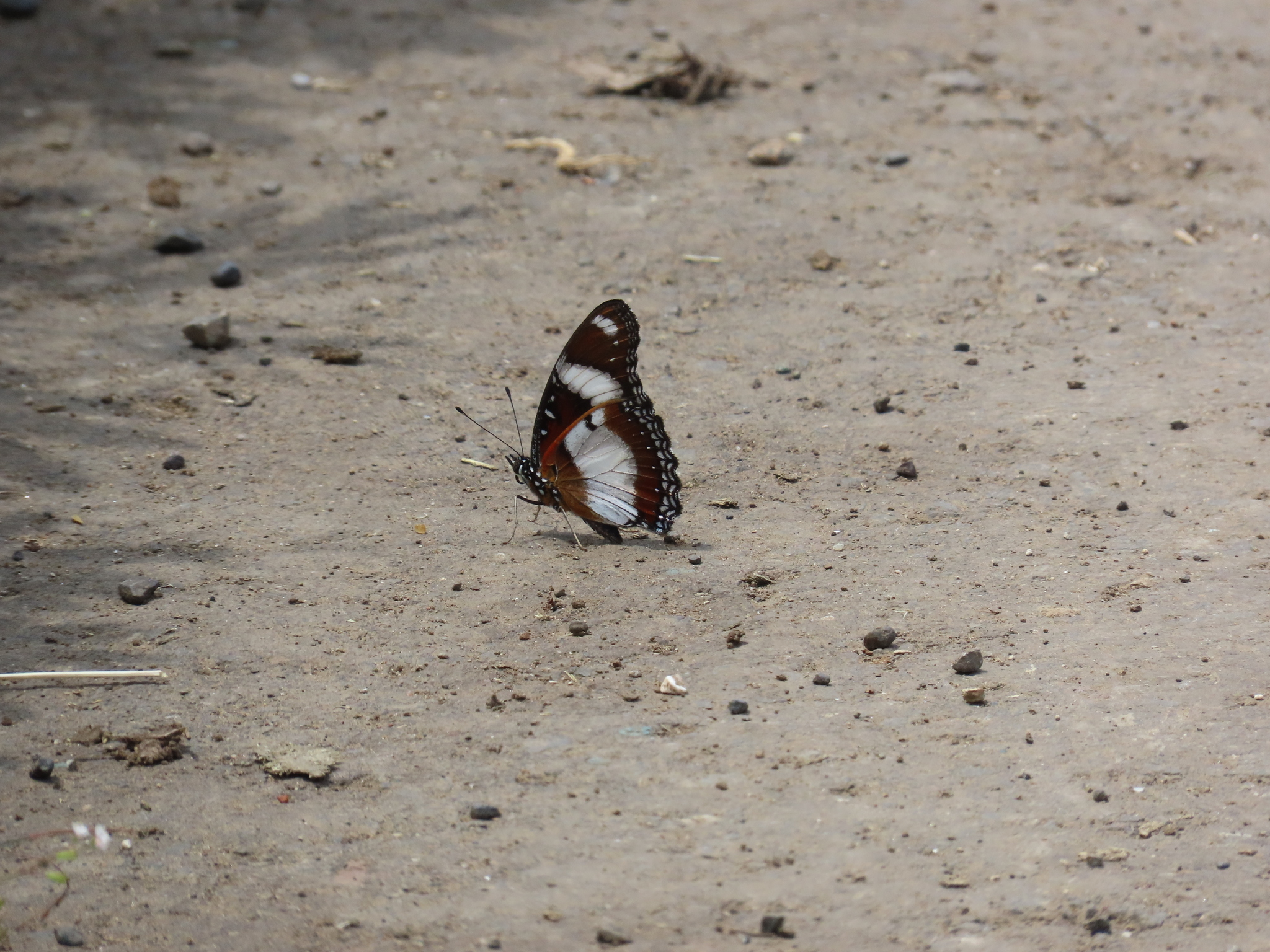 Danaid Eggfly