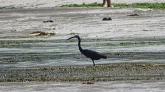 Egretta garzetta dimorpha