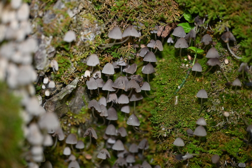 Coprinellus disseminatus