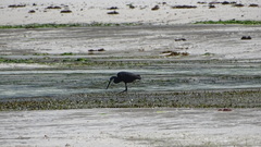 Egretta garzetta dimorpha