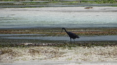 Egretta garzetta dimorpha