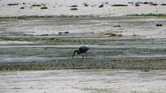 Egretta garzetta dimorpha