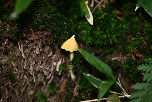 Entoloma murrayi