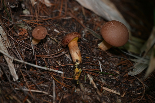 Phylloporus bellus