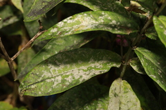 Golovinomyces magnicellulatus