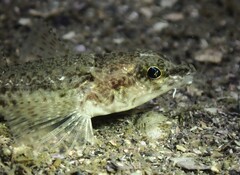Pygmy Poacher photo 3