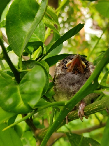 Red-vented Bulbul (Pycnonotus cafer), photo 8