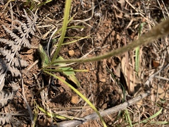Gerbera piloselloides
