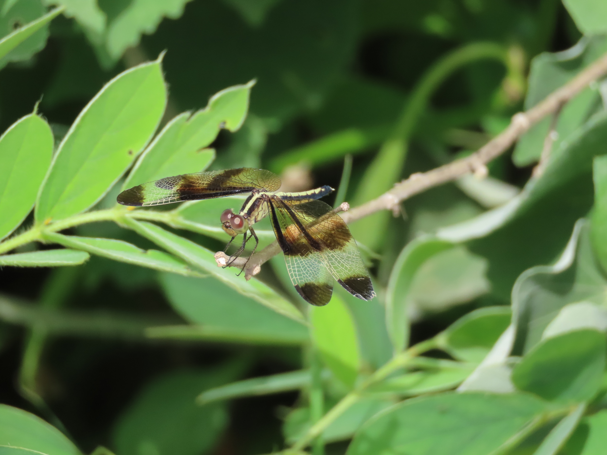 Pied Paddy Skimmer
