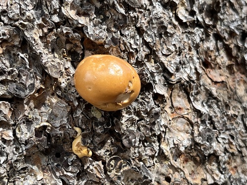 iNaturalist observation photo of Veiled Polypore