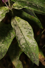 Golovinomyces magnicellulatus