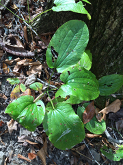 Smilax ecirrhata