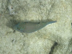 Canthigaster amboinensis