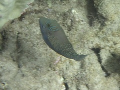 Canthigaster amboinensis