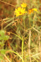 Rhynchospora corniculata