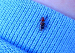 Enoclerus nigrifrons