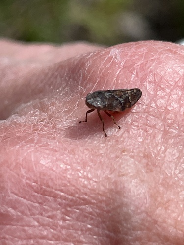 iNaturalist observation photo of Spittlebugs, Cicadas, Leafhoppers and Treehoppers