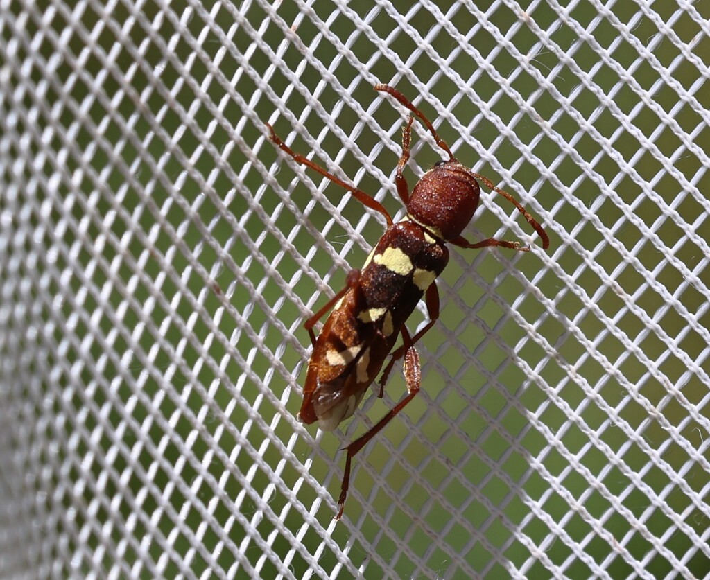 Neoclytus interruptus