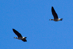 Branta hutchinsii leucopareia