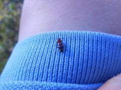 Enoclerus nigrifrons