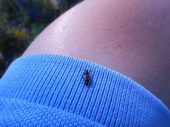 Enoclerus nigrifrons