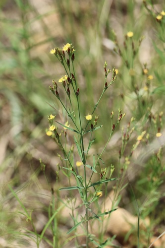 Lesser Canadian St. Johnswort (Hypericum canadense)