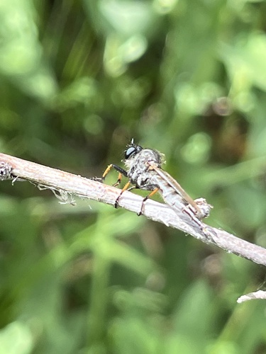 iNaturalist observation photo of Bentbristles