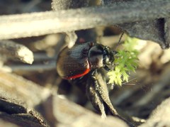 Chrysolina marginata