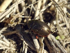 Chrysolina marginata