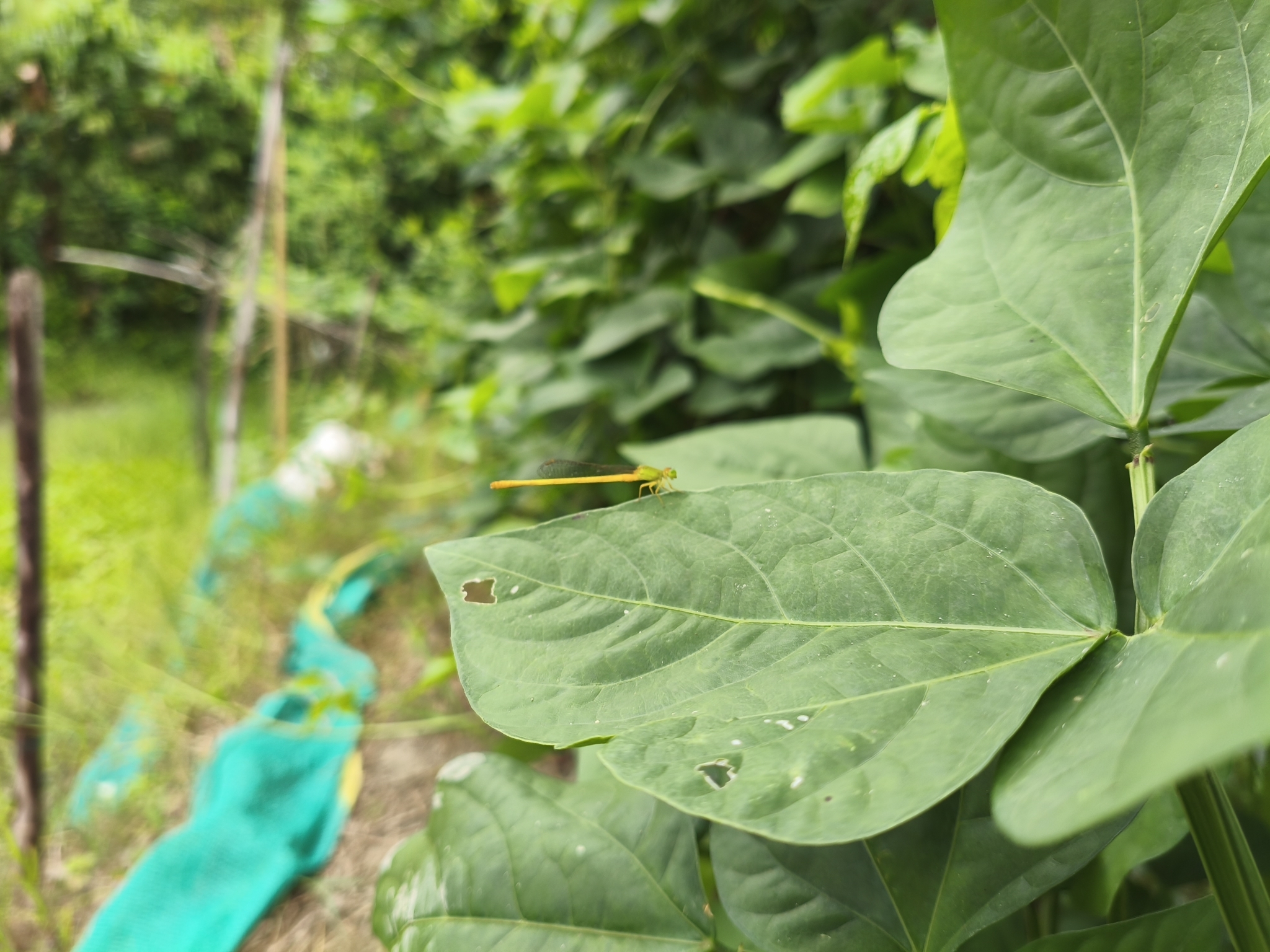 Coromandel Marsh Dart