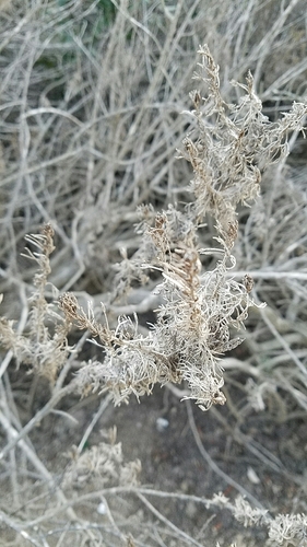Artemisia californica