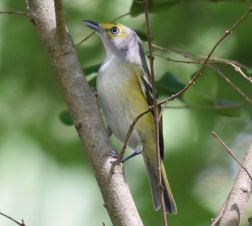 White-eyed Vireo