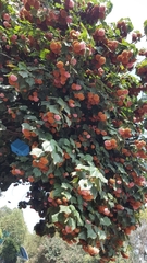Dombeya × cayeuxii