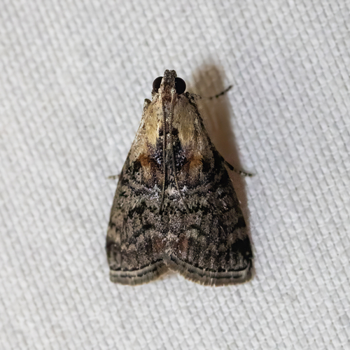 Striped Oak Webworm Moth photo 6