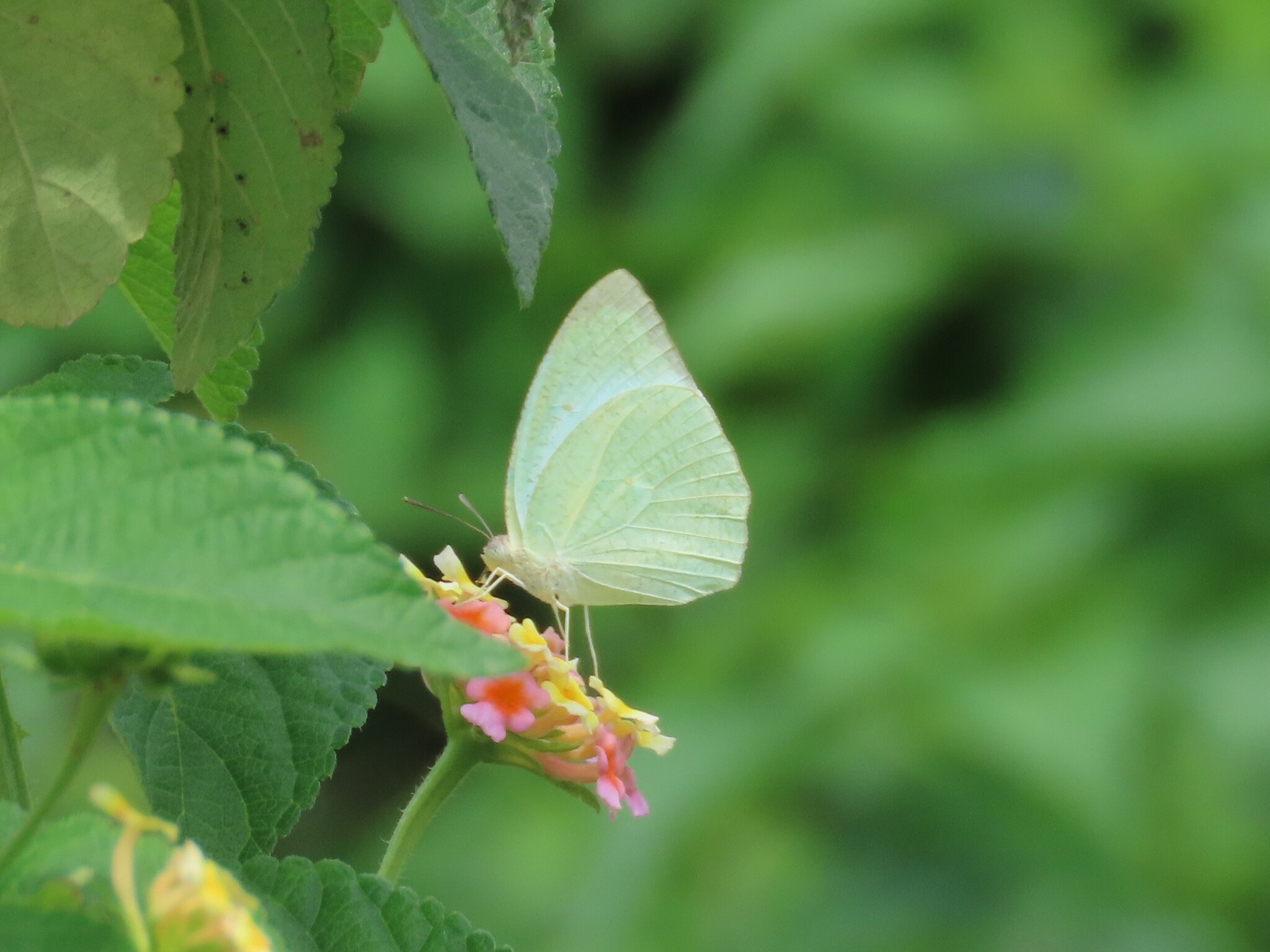 Mottled Emigrant