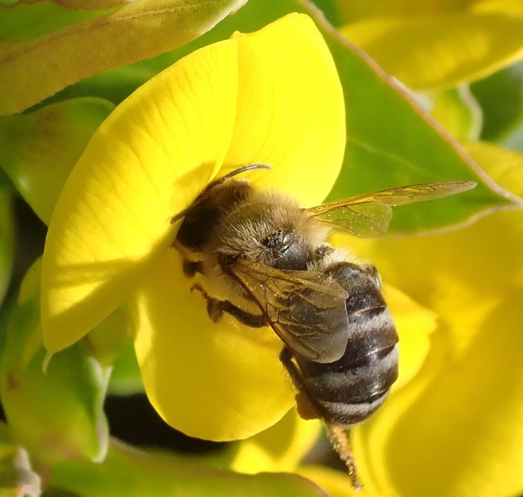 Cape Honey Bee from South Cape DC, South Africa on October 15, 2019 at ...