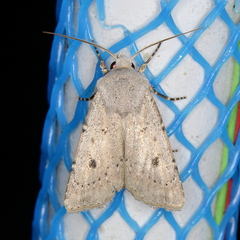 Agrotis vetusta