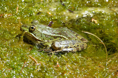 Lithobates chiricahuensis
