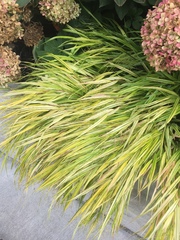 Hakonechloa macra